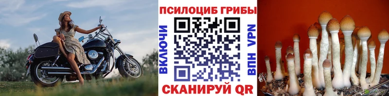 Псилоцибиновые грибы Cubensis  продажа наркотиков  kraken вход  Новосибирск 